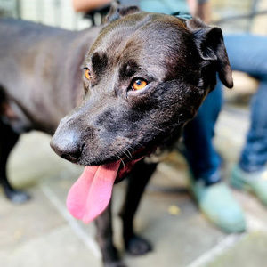 Meet your Posher, Joey